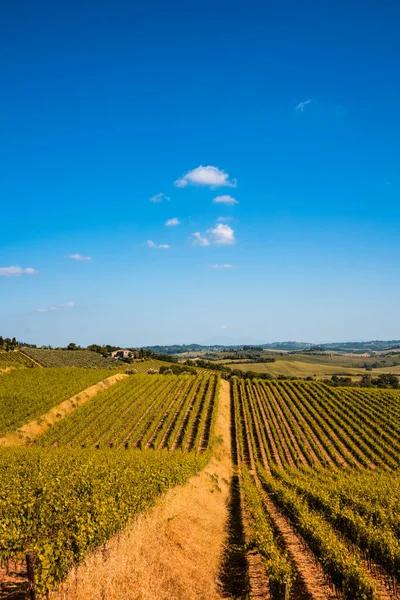 Chiantin Alue Viinitarhojen Maisema Toscanassa Italiassa — kuvapankkivalokuva