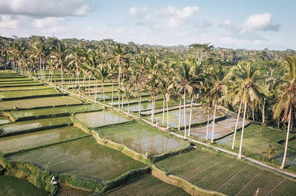 Повітряний Вид Над Рисовою Терасою Балі Індонезія — стокове фото