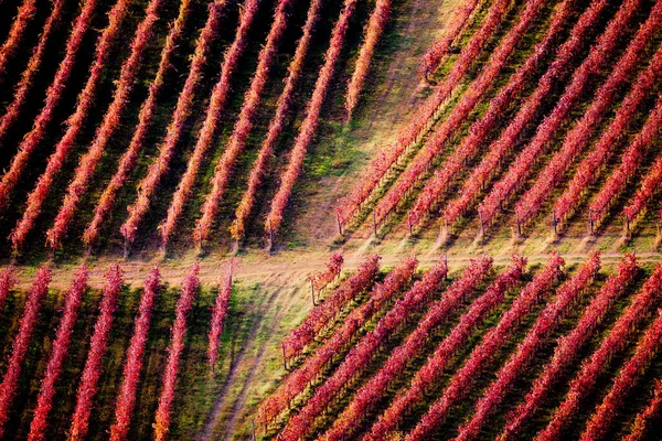 Vigneti Paesaggio Autunnale Dolci Colline Colori Autunnali Foto Alta Qualità — Foto Stock