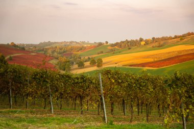 İtalya 'nın Castelvetro di Modena şehrinde sonbahar manzarası, kırmızı ve turuncu üzüm bağları.