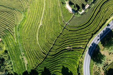 Güneşli bir günde San Miguel 'de bulunan dağlardaki yemyeşil çay tarlalarının nefes kesici manzarası. Azores
