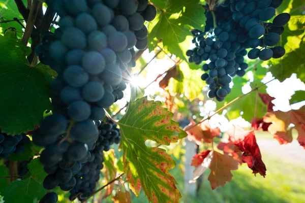 Sonbahar hasadında gün batımında üzüm bağları. Sonbaharda olgun üzümler. Yüksek kalite fotoğraf