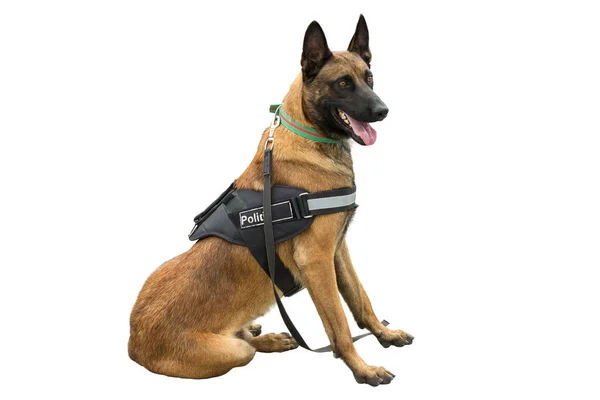 Malinois Belgian Shepherd Guard Border Border Troops Demonstrate Dog Ability — Zdjęcie stockowe