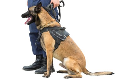 Malinois Belçikalı çoban köpeği sınırı koruyor. Sınır askerleri köpeğin ihlalleri tespit edebilme yeteneğini gösteriyor. Beyaz arkaplandaki izole resim.