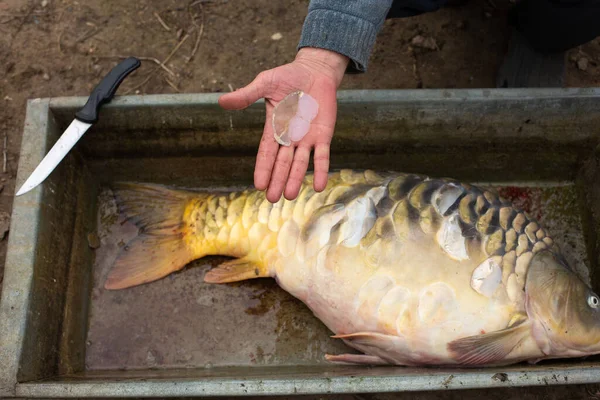 Frischer Spiegelkarpfen Der Von Einem Fischer Fluss Gefangen Wurde Liegt — Stockfoto