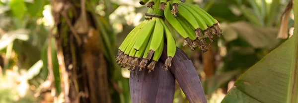 Detalhe Uma Plantação Banana Luxor Egito — Fotografia de Stock