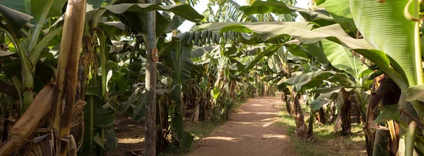 Λεπτομέρεια Φυτείας Μπανάνας Στο Λούξορ Της Αιγύπτου — Φωτογραφία Αρχείου