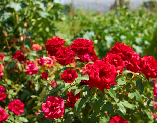 Bellissimi cespugli di rose rosse — Foto Stock