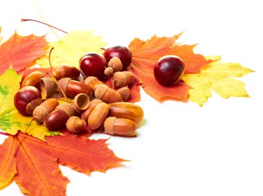 güzel sonbahar durgun yaşam, meşe palamutları chestn oluşur