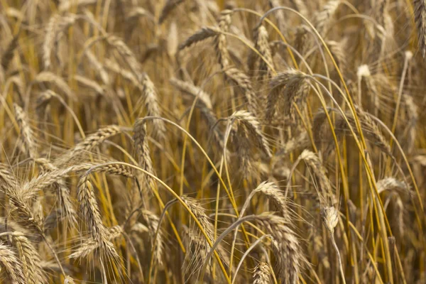 Summer landscape - wheat field — Stock Photo, Image