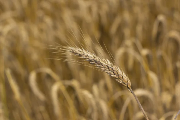 Stem of wheat background — Stock Photo, Image