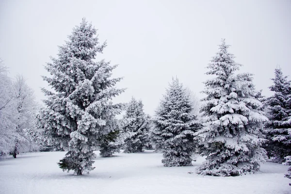 Talvipuu — kuvapankkivalokuva