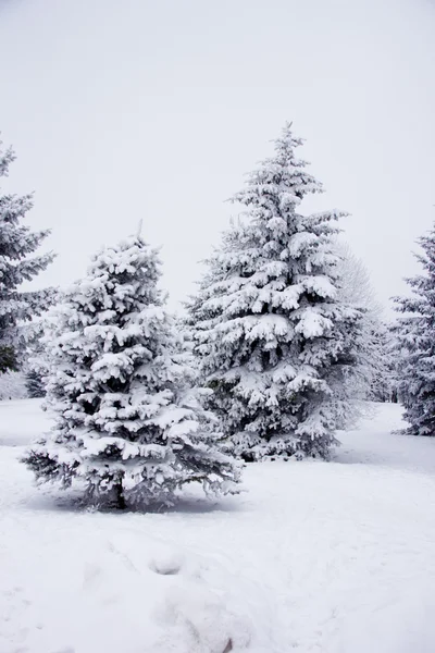 Winter tree Stock Picture