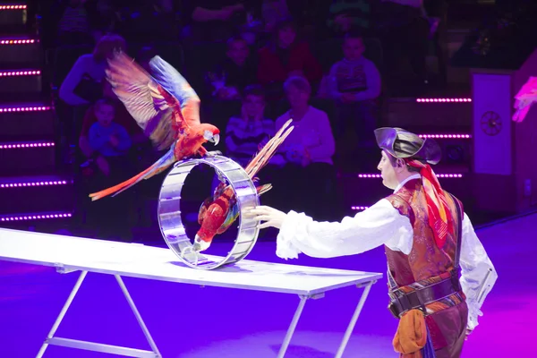 Zirkusnummer mit Vogel lizenzfreie Stockbilder