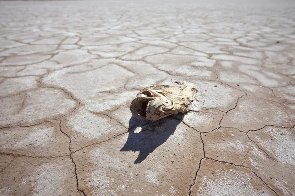 Drought Damage Dead Fish on Dry Lake — Stock Photo, Image