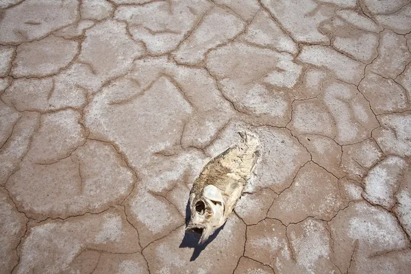 Засушливая мёртвая рыба — стоковое фото