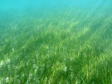 Deniz otu florida'nın Meksika Körfezi içinde