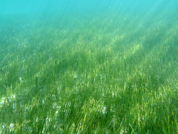 Sea Grass in Florida's Gulf of Mexico