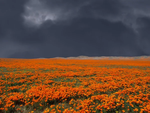 Trovoada Poppy Field — Fotografia de Stock