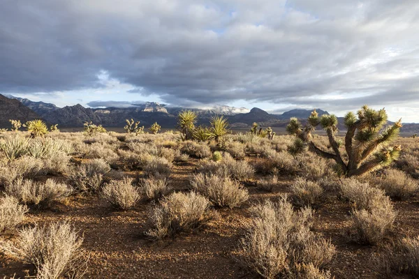Nevada meridionale del deserto mojave mattina — Foto Stock