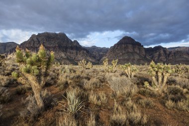 Red rock canyon Ulusal koruma alanı - Güney nevada ABD