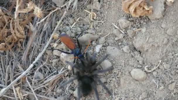 Vogelspinne Habicht mit Beute — Stockvideo