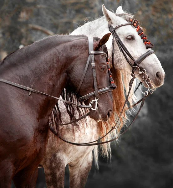 Retrato Cavalos andaluzes. Fecha as cabeças. Casal de belos cavalos espanhóis — Fotografia de Stock