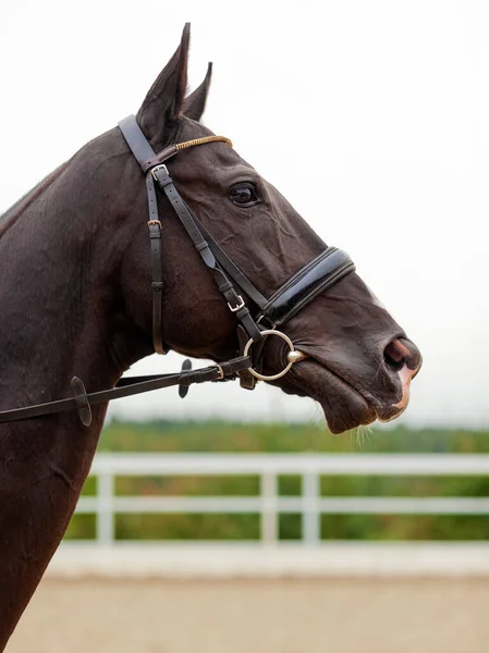 Retrato Deslumbrante Castanha Curativo Cavalo Cravar Freio Close Cabeça Cavalo — Fotografia de Stock