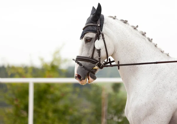 Ritratto di stupendo dressage bianco cavallo castrato in briglia. Primo piano della testa di un cavallo calmo. Spettacolo equestre. Verde alberi all'aperto sfondo. Stallone bello purosangue — Foto Stock