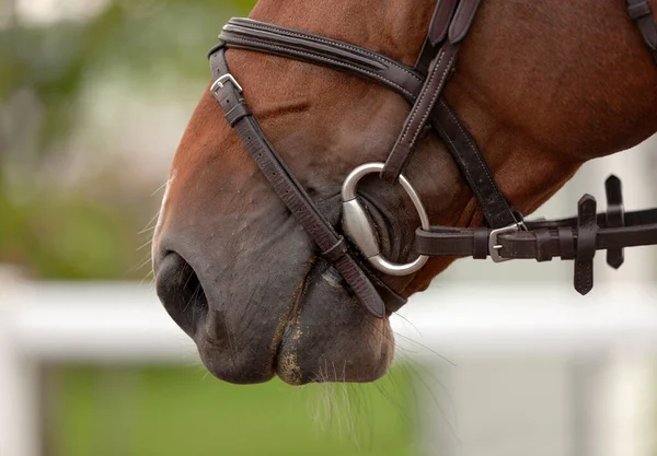 Porträtt kastanj valack häst i betsel. Häst äter. Matsmältningen närbild av huvudet på en lugn häst. Ridsportsshow. Gröna träd bakgrund. Thoroughbred vacker hingst — Stockfoto