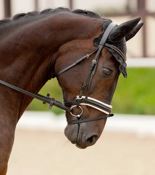 Portrait of stunning dressage gelding horse in bridle. Close-up of the head of a calm horse. Equestrian competition show. Green outdoor trees background. Thoroughbred beautiful stallion — Stock Photo, Image