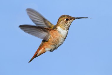Kızıl sinek kuşu (Selasphorus rufus)