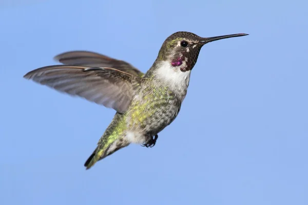 Анна Колибри (calypte anna) ) — стоковое фото