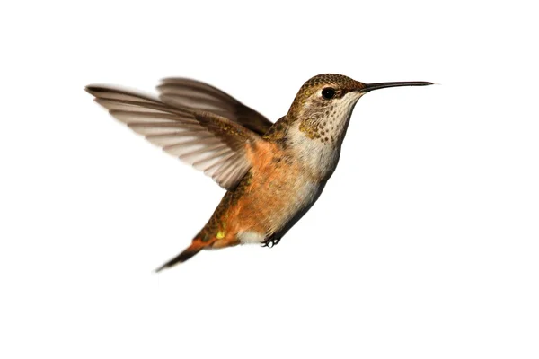 Rufous 벌 새 (Selasphorus 루 퍼스) — 스톡 사진