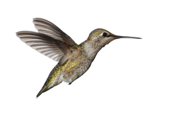 Colibrí de Annas (calypte anna ) — Foto de Stock