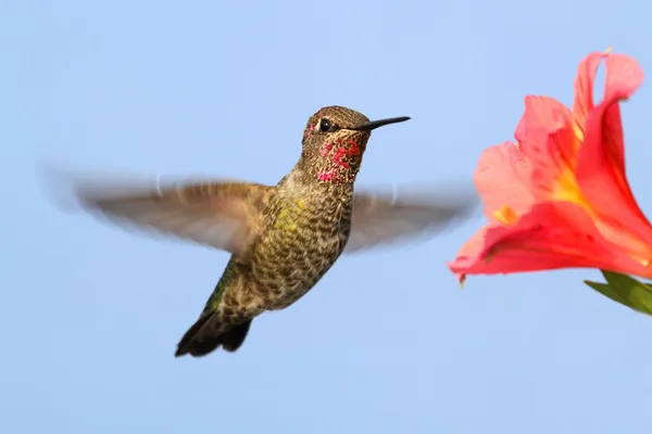 Annas Hummingbird (Calypte anna) — Stock Photo, Image