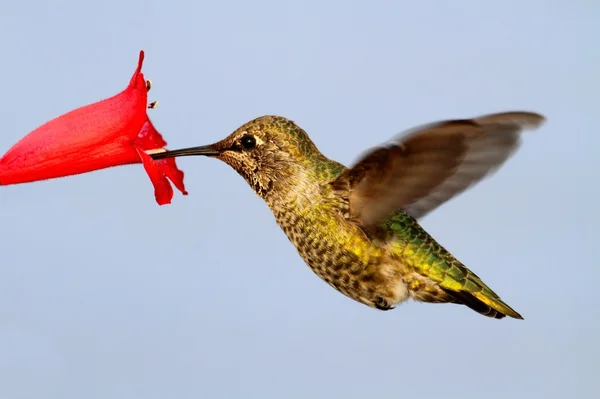 Colibrí de Annas (calypte anna ) — Foto de Stock