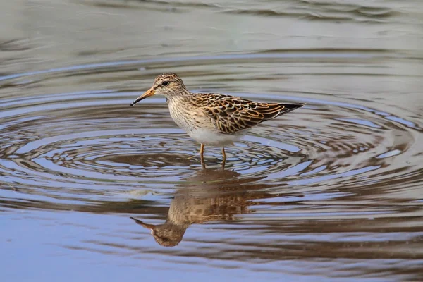 Brustwasserläufer (calidris melanotos)) — Stockfoto