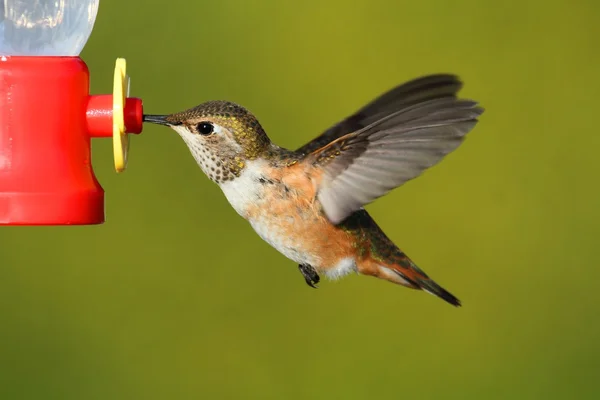 Colibrí rufo (Selasphorus rufus ) — Foto de Stock