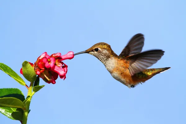 Rufous Hummingbird (Selasphorus rufus) — Stock Photo, Image