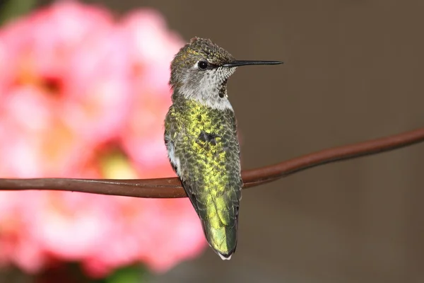Anás Hummingbird (Calypte anna ) — Fotografia de Stock