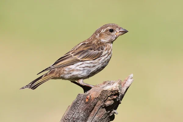 Mor Finch (Carpodacus purpureus) — Stok fotoğraf