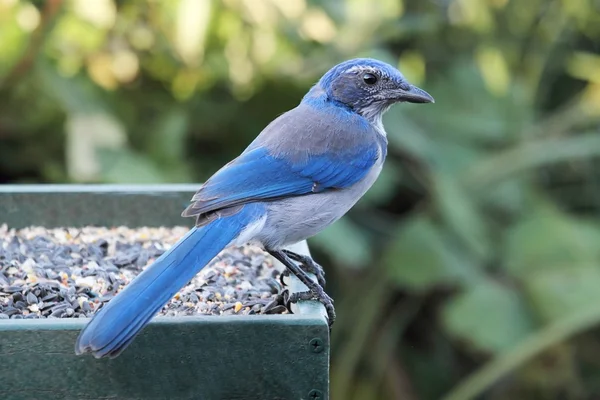 Western Scrub-Jay (Aphelocoma californica) — Fotografia de Stock