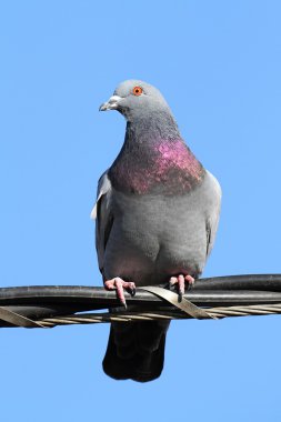 Kaya Güvercini (columba livia)