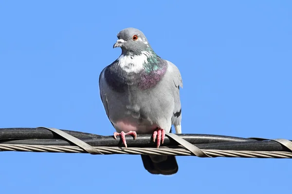 Каменный голубь (Columba livia ) — стоковое фото