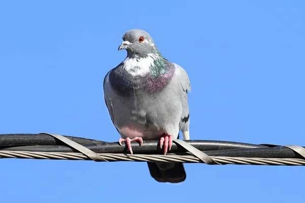 Gołąb kamienny (Columba livia) — Zdjęcie stockowe