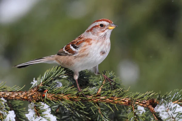 American Tree Sparrow — Fotografie, imagine de stoc