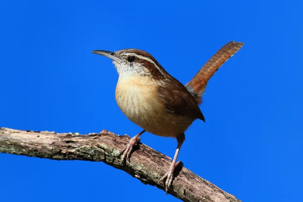 Carolina wren dal — Stok fotoğraf