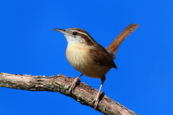 Carolina Wren On A Branch