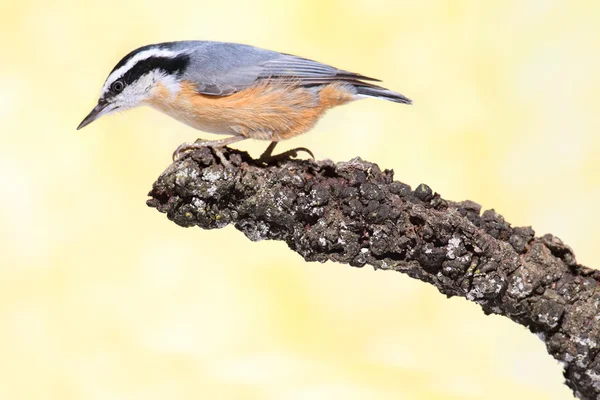 Red-breasted Nuthatch On A Branch — Stock Photo, Image